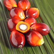 Palm Oil